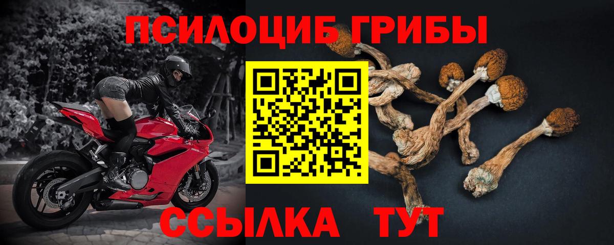Галлюциногенные грибы мицелий  купить наркотики сайты  Дагестанские Огни  Псилоцибиновые грибы Psilocybine cubensis  Вход с VPN 